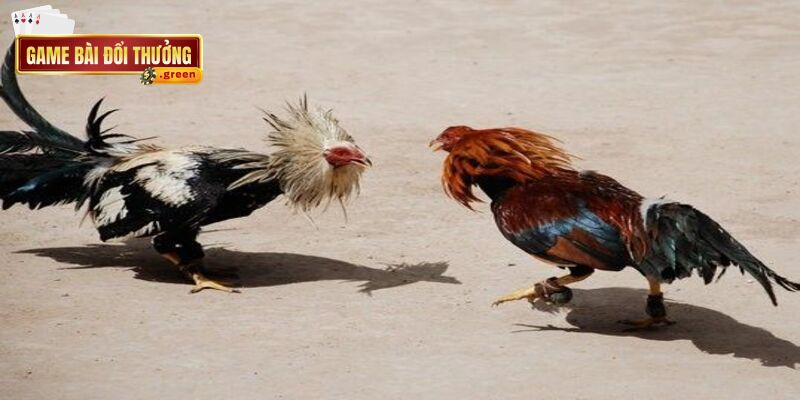 Biết cách xây dựng chiến thuật sẽ giúp bạn dễ dàng đưa ra phán đoán chính xác