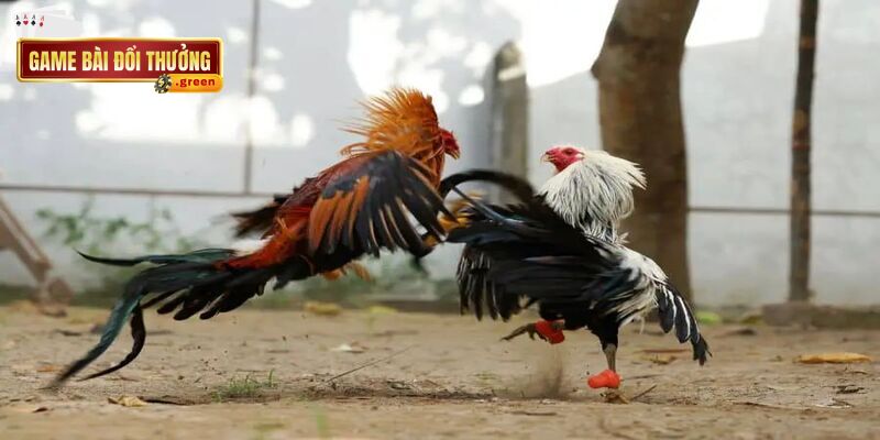 Đá gà trực tuyến nơi người chơi đặt cược ngay trên hệ thống trang web