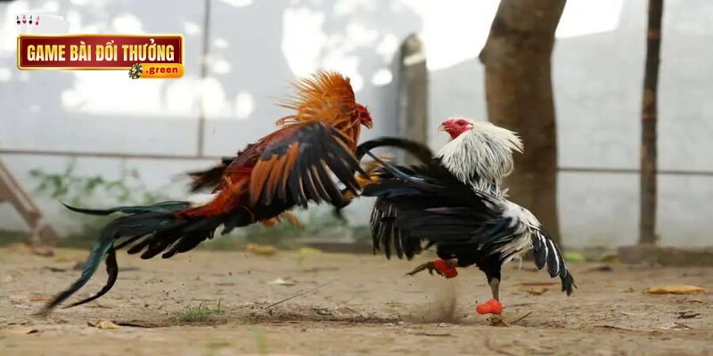 Đá gà và bắn cá tạo nên một trải nghiệm thú vị